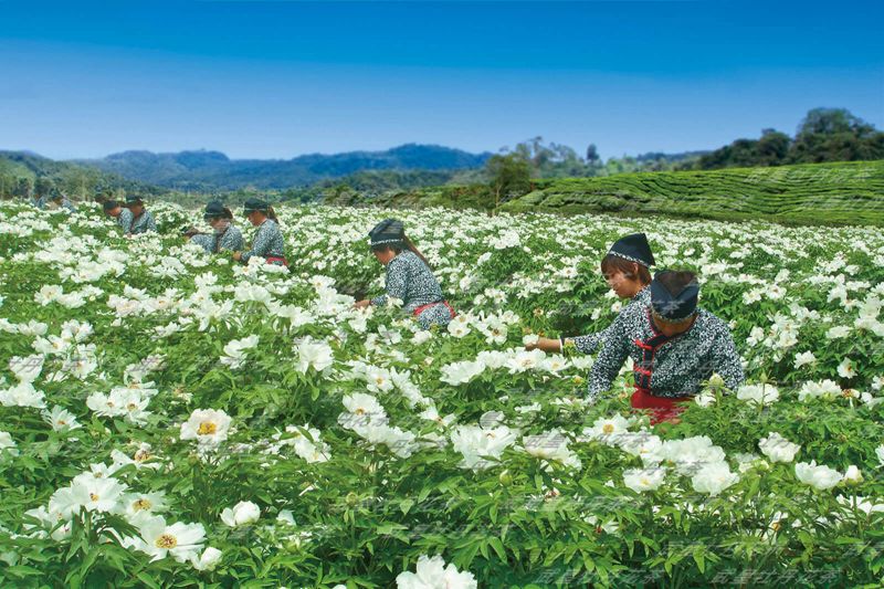 種植基地